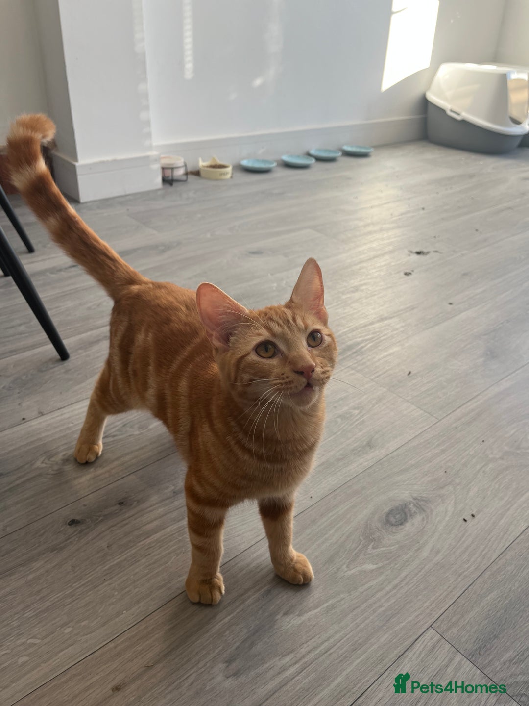 British Shorthair cats for sale: Charlie orange cat  - Advert 1