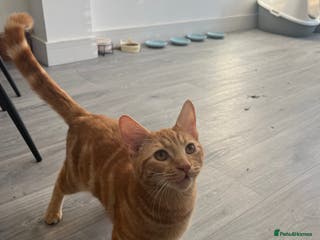 British Shorthair cats Charlie orange cat - Advert 1