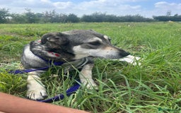 Mixed Breed dogs for adoption: Shirley - Norwich Norfolk  - Image 15