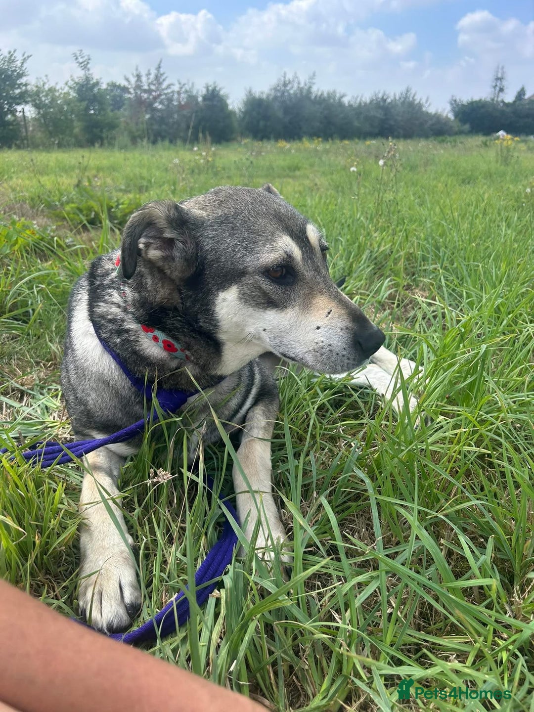 Mixed Breed dogs for adoption: Shirley - Norwich Norfolk  - Image 15