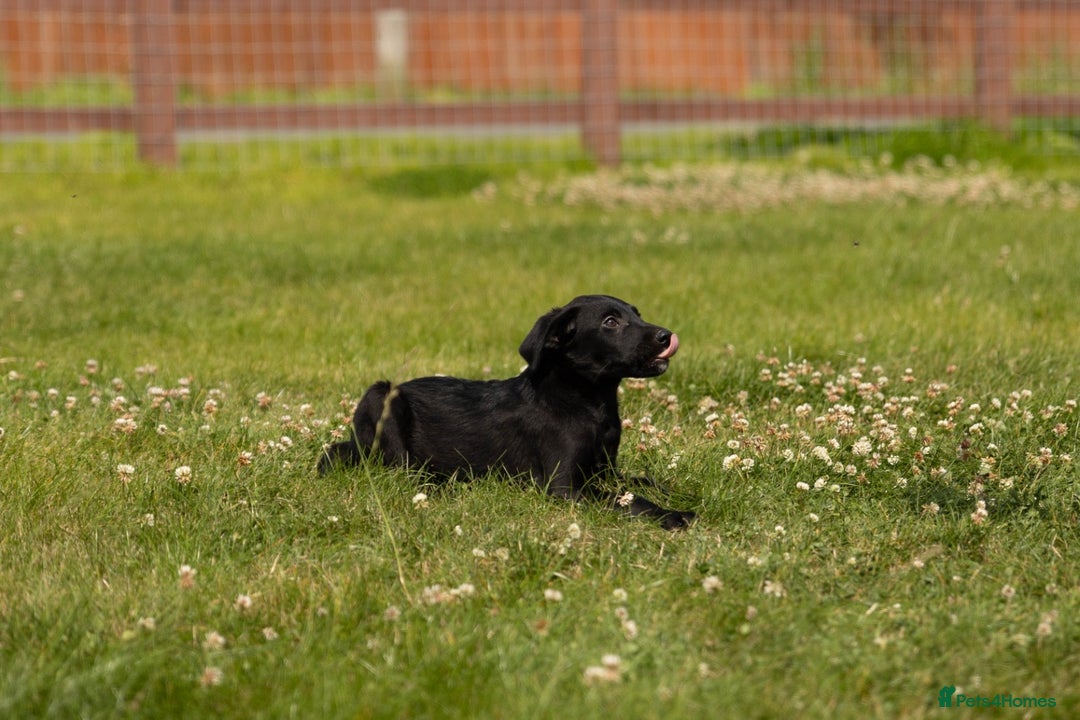 Borador dogs for sale: 🐶 Labrador x Border Collie Puppies – Ready Now!  - Image 11