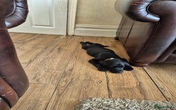 Goldador dogs for sale: Beautiful last little boy  - Image 8