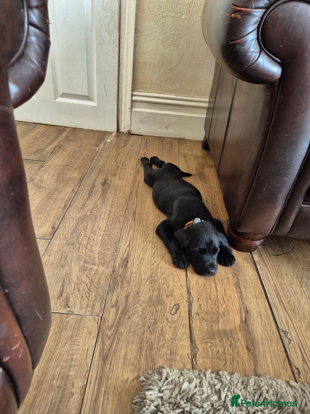 Goldador dogs for sale: Beautiful last little boy  - Image 8