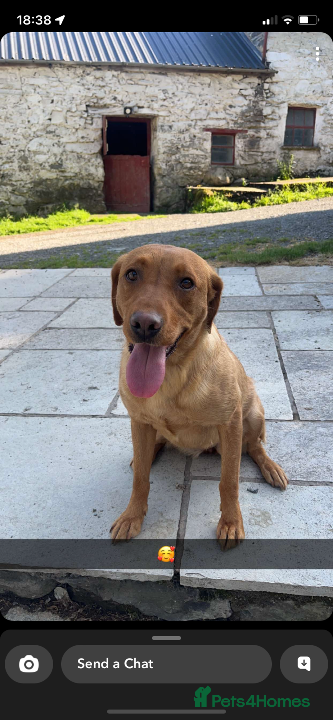 Labrador Retriever dogs for sale: KC Registered Litter of 9 fox red Labrador Puppies - Advert 24