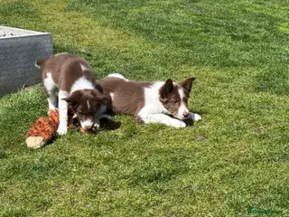 Border Collie dogs Exceptional Border collie pups - Advert 10