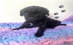 Cockapoo dogs for sale: F1b cockapoo ready to leave now last girl left - Image 34