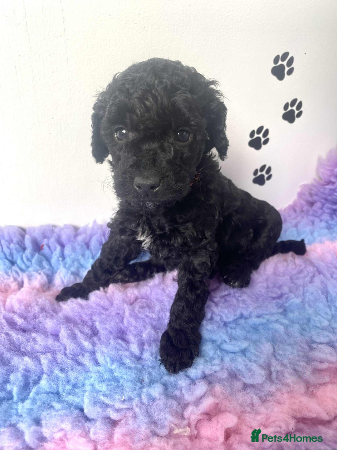 Cockapoo dogs for sale: F1b cockapoo ready to leave now last girl left - Image 34
