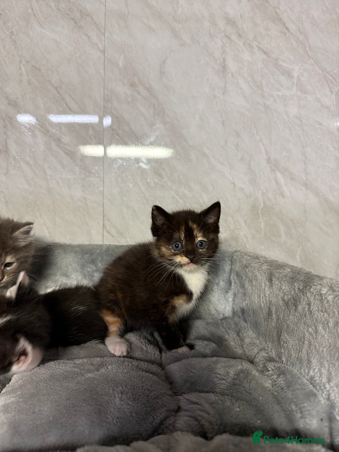 Ragdoll cats for sale: Half Ragdoll Kittens - Advert 9