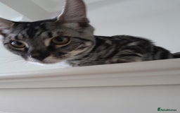 Savannah cats for sale: Full Pedigree & TICA Reg Marble Savannah Kitten - Image 10
