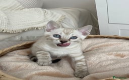 Bengal cats for sale: 🎉Tica Pedigree Stunning Little Leopards🎉  - Image 7