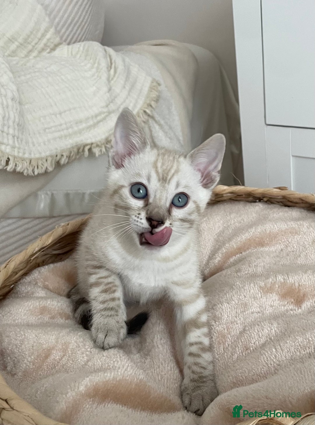 Bengal cats for sale: 🎉Tica Pedigree Stunning Little Leopards🎉  - Image 7