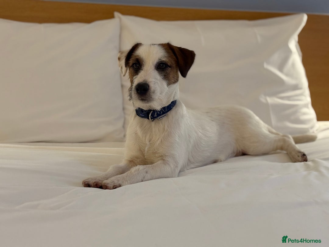 Jack Russell dogs for sale: 13 month KC reg Jack Russell Terrier boy - Image 4