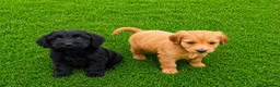 Cockapoo dogs for sale: 2 Cockapoo puppies for sale  in London - Advert 6