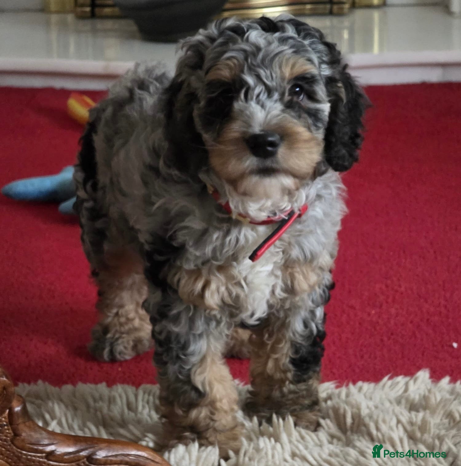 Cockapoo dogs Adorable, Playful Blue Merle Cockerpoo Puppy - Advert 1