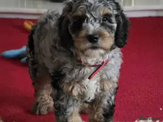 Cockapoo dogs Adorable, Playful Blue Merle Cockerpoo Puppy - Advert 1