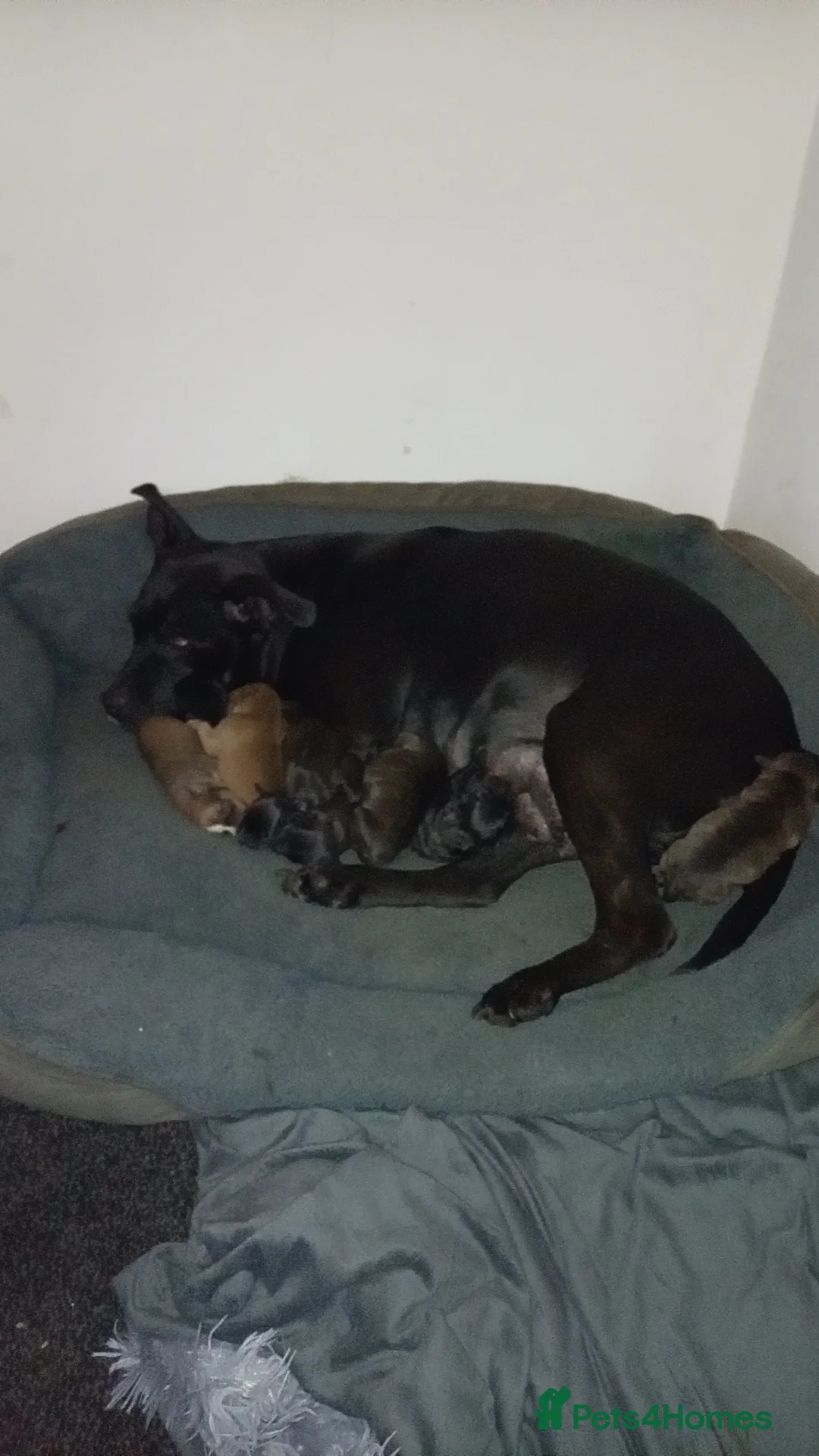 Staffordshire Bull Terrier dogs for sale: Staffy pups in Kenilworth - Advert 2