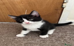 British Shorthair cats for sale: 2 boys one girl for sale  - Image 12