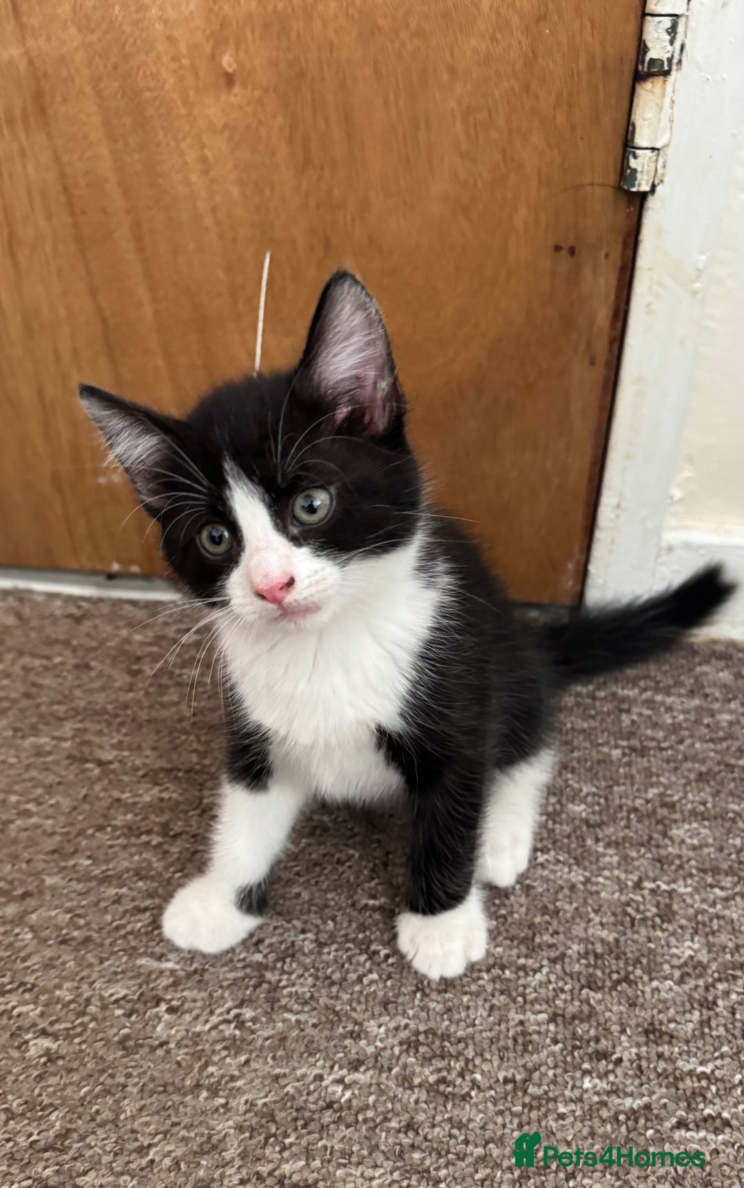 British Shorthair cats for sale: 2 boys one girl for sale  - Image 12