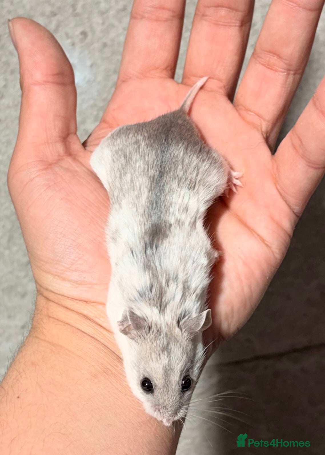 Hamster rodents PEDIGREE, TAME AND DOCILE CHINESE HAMSTERS - Advert 17