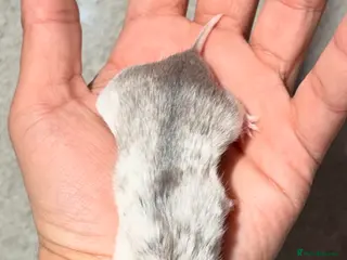 Hamster rodents PEDIGREE, TAME AND DOCILE CHINESE HAMSTERS - Advert 17