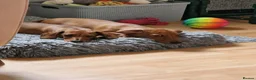 Miniature Dachshund dogs for sale: Red Miniature dachshund  - Advert 4