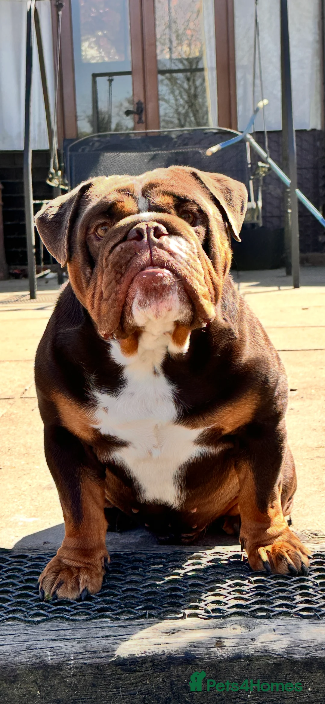 English Bulldog dogs for stud: Chocolate English bulldog for stud  - Advert 3