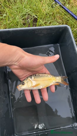 Koi Carp fish - Advert 11