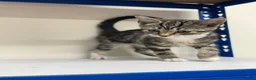 Mixed Breed cats for sale: Kitten tabby female beautiful - Advert 4