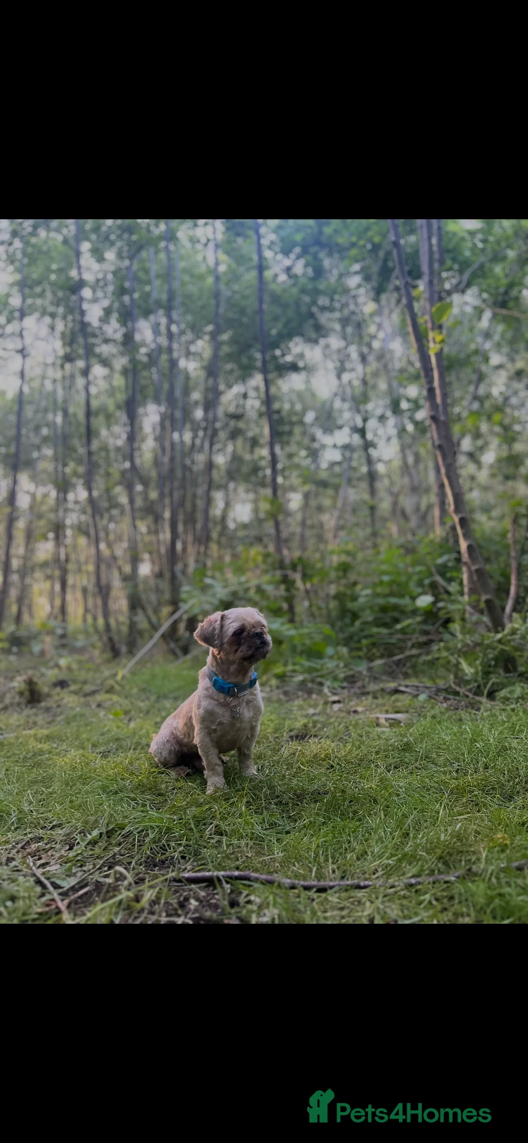 Shih Tzu dogs for sale: Shih Tzu puppies for sale  - Advert 22