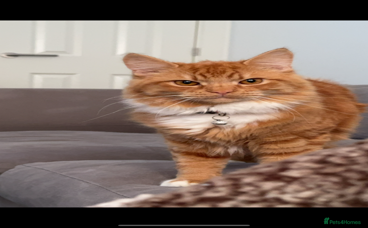 Mixed Breed cats - Advert 7