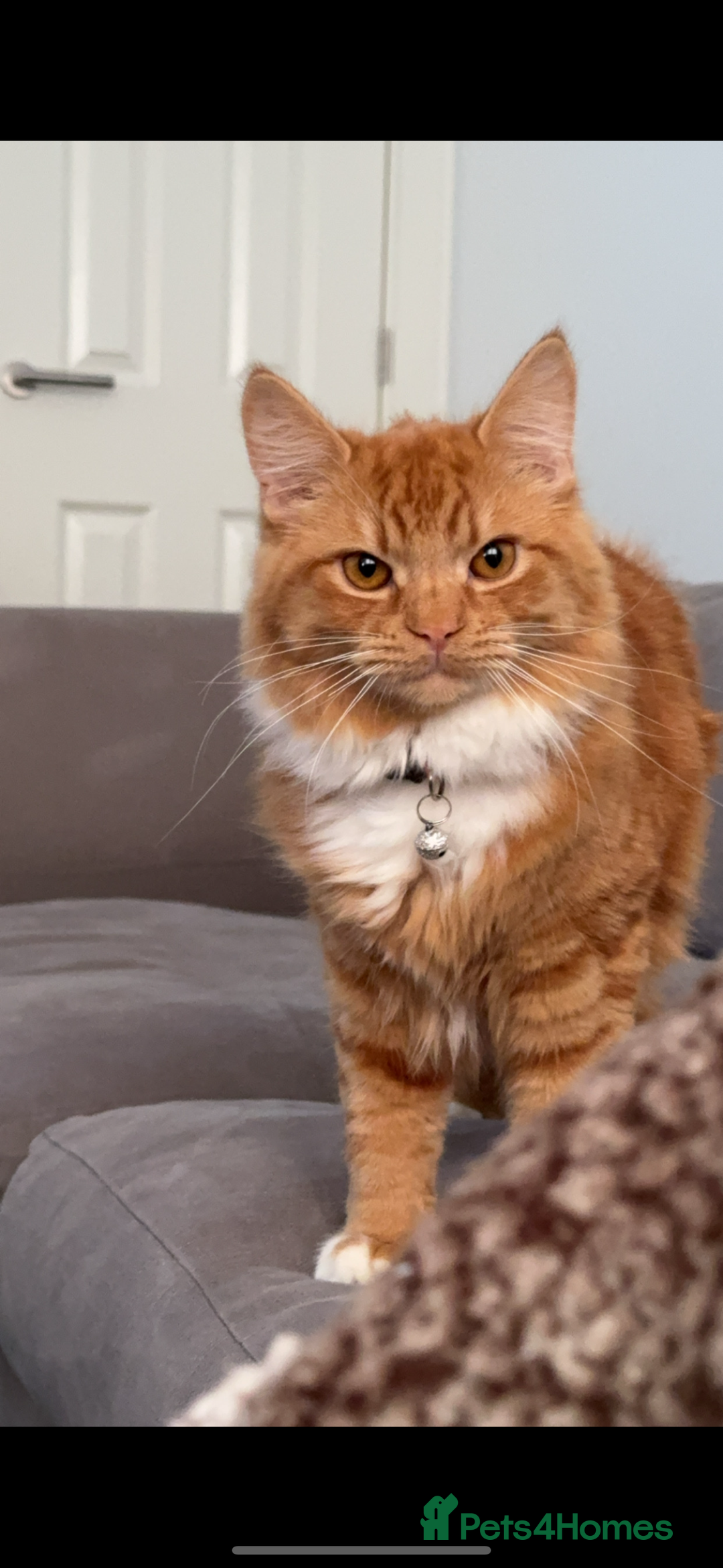 Mixed Breed cats for sale: Ginge  - Image 1