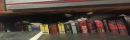 Mixed Breed cats for sale: Kitten for sale. - Advert 3