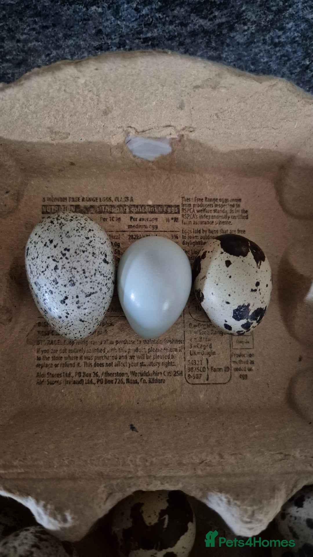 Quail poultry for sale: Jumbo celadon quail/Bantams chicks & more - Image 11