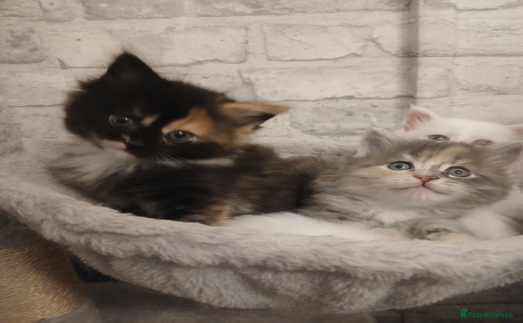 Maine Coon cats - Advert 4