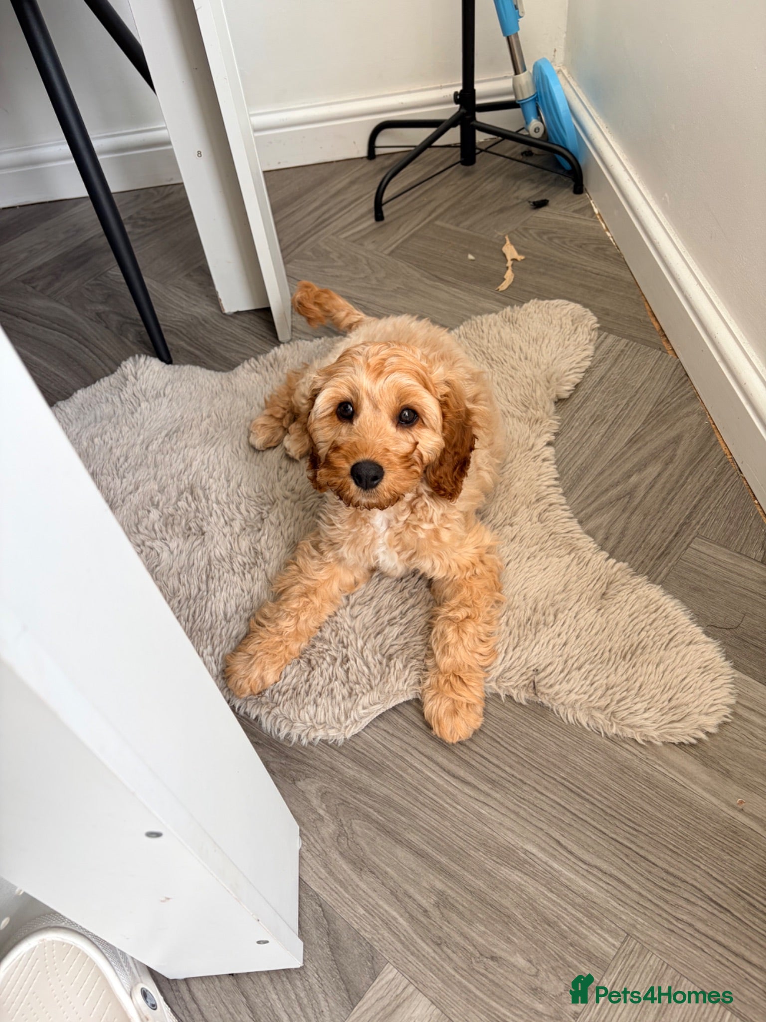 Cavapoo dogs Teddy - 6 month old Cavapoo  - Advert 1