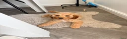Cavapoo dogs for sale: Teddy - 6 month old Cavapoo  in Stoke-on-Trent - Advert 1