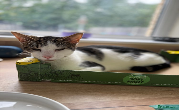 Mixed Breed cats - Advert 6