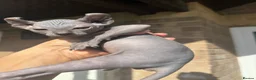 Sphynx cats for sale: Stunning sphinx kittens ready now - Advert 18