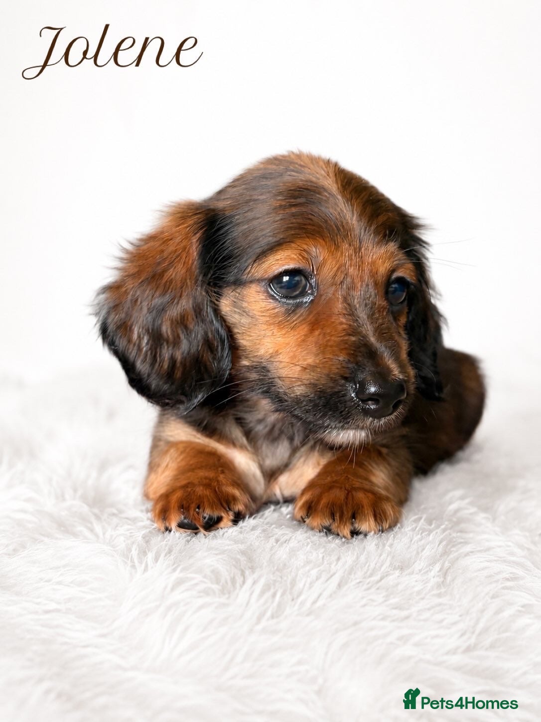 Miniature Dachshund dogs Reduced! KC Reg Longhaired Miniature Dachshunds  - Advert 15