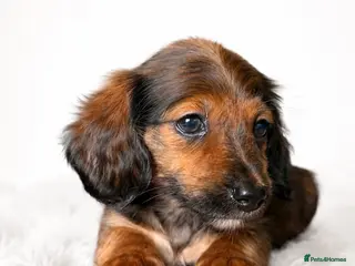 Miniature Dachshund dogs Reduced! KC Reg Longhaired Miniature Dachshunds - Advert 15
