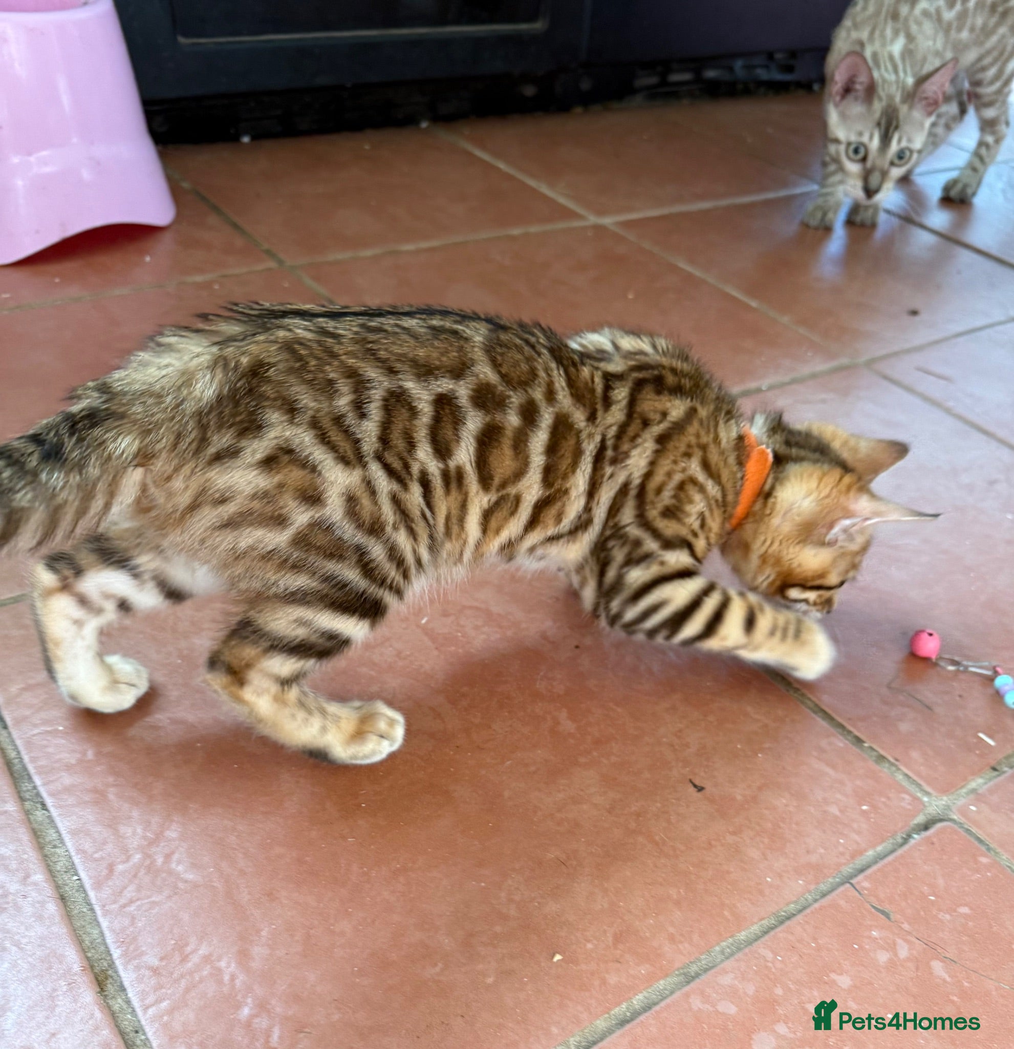 Bengal cats Ready now! 🐾 Pedigree TICA Bengal kittens 🐆  - Advert 2