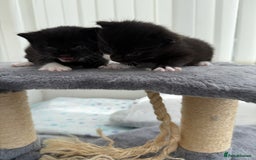 Domestic Shorthair cats for sale: Black and white kittens for sale in Manchester  - Image 1