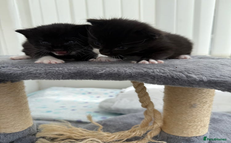 Domestic Shorthair cats - Advert 16