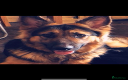 German Shepherd dogs for sale: Zena sadly for Sale - Image 7