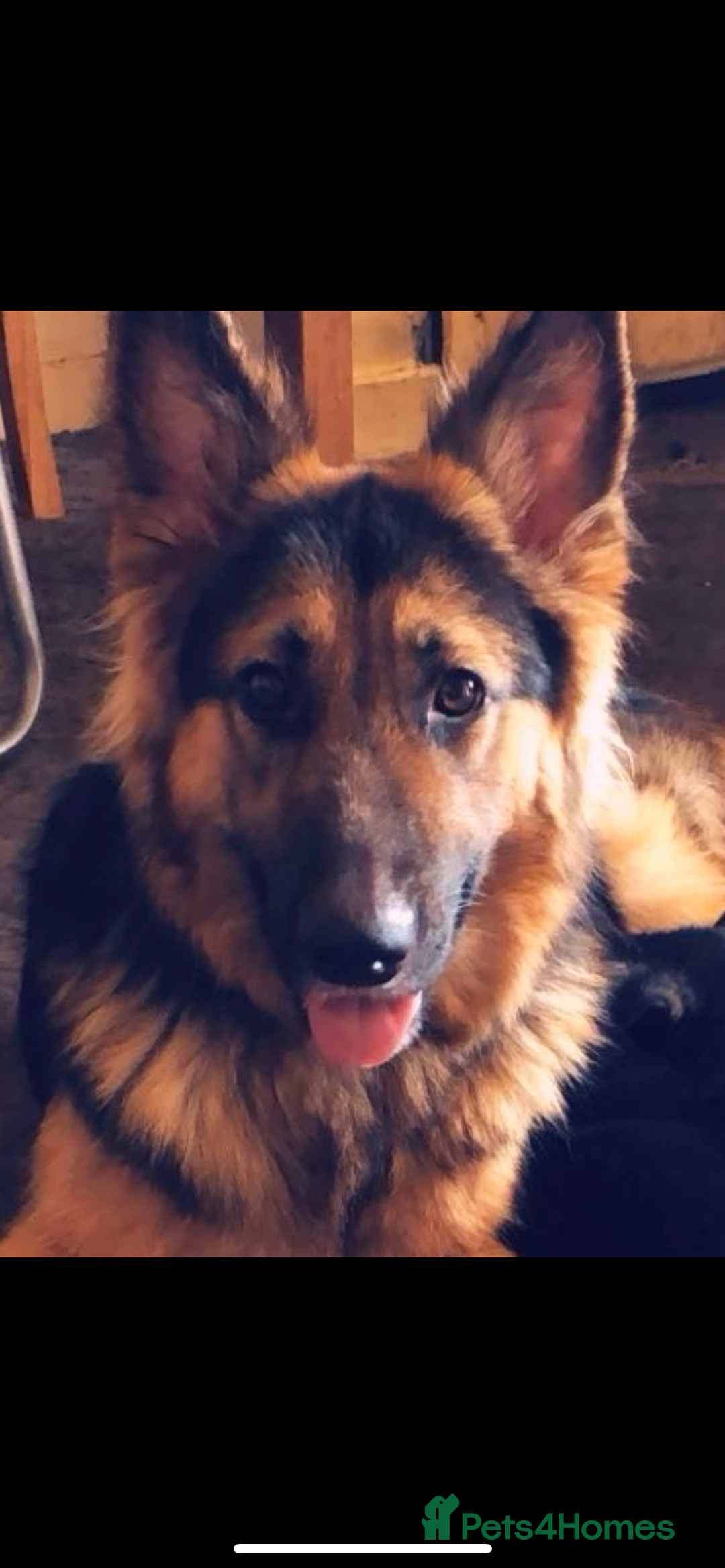 German Shepherd dogs for sale: Zena sadly for Sale - Image 7