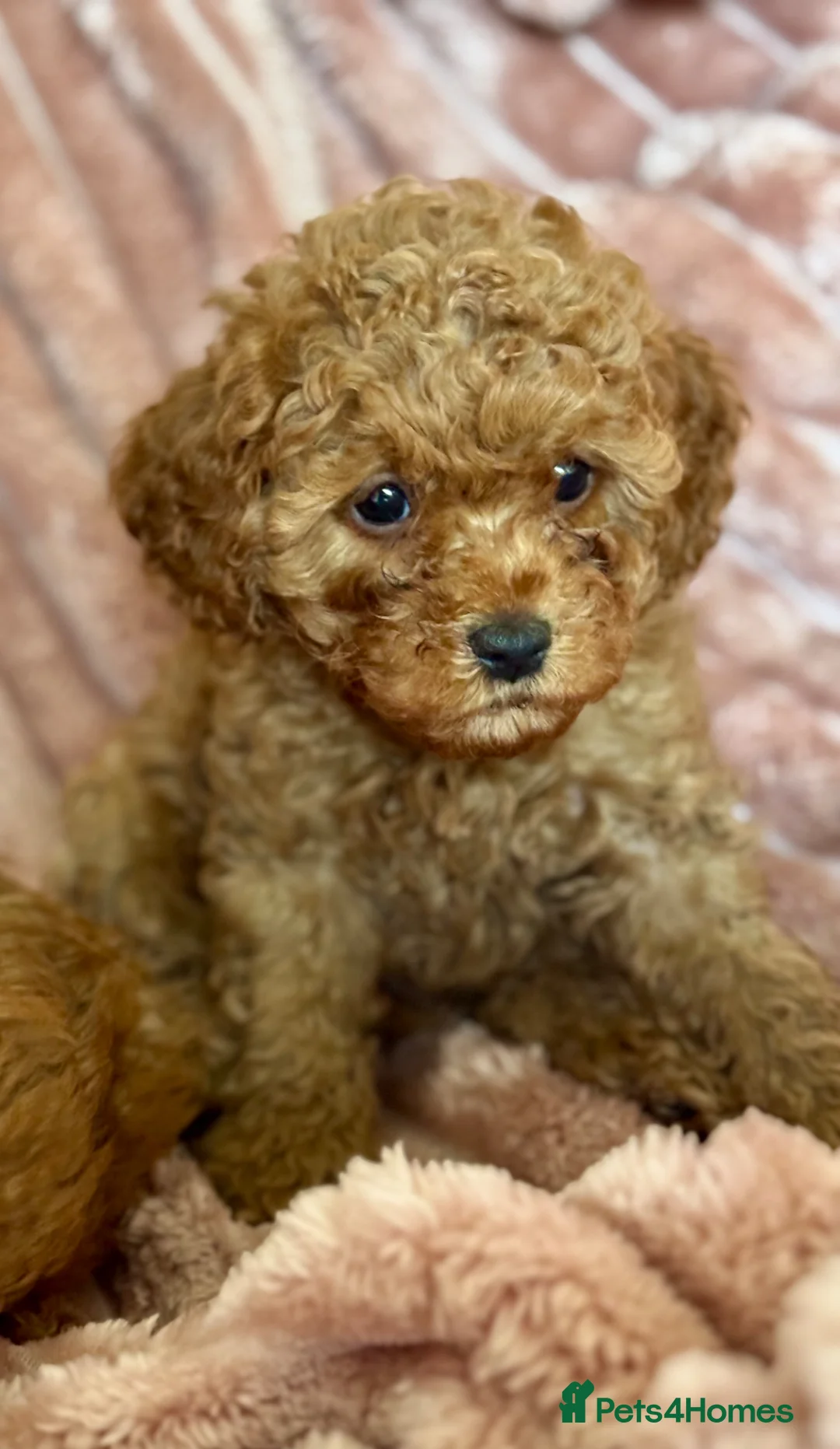 Cavapoo dogs for sale: Adorable teddy bear toy cavapoo  - Advert 2