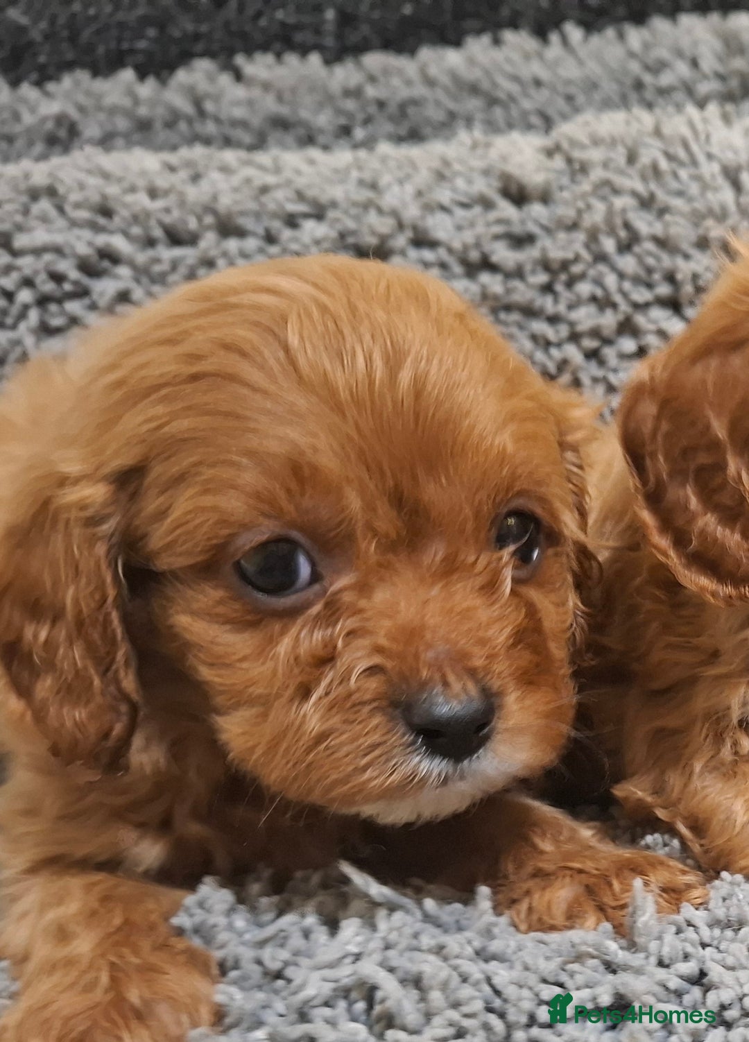 Cavapoo dogs for sale: F1 cavapoos  - Advert 5