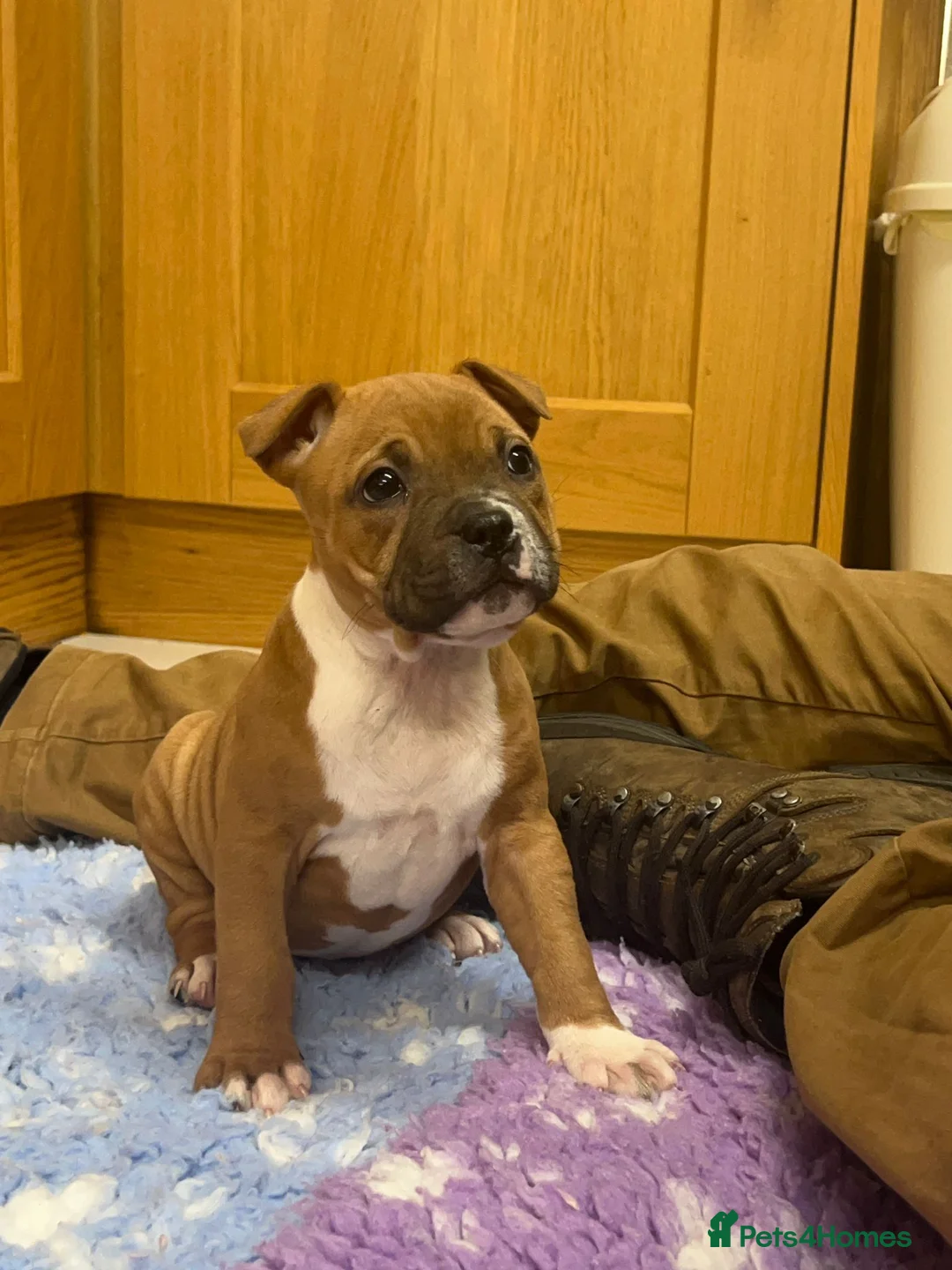 Staffordshire Bull Terrier dogs for sale: 1 Red Staffordshire Female - Advert 1