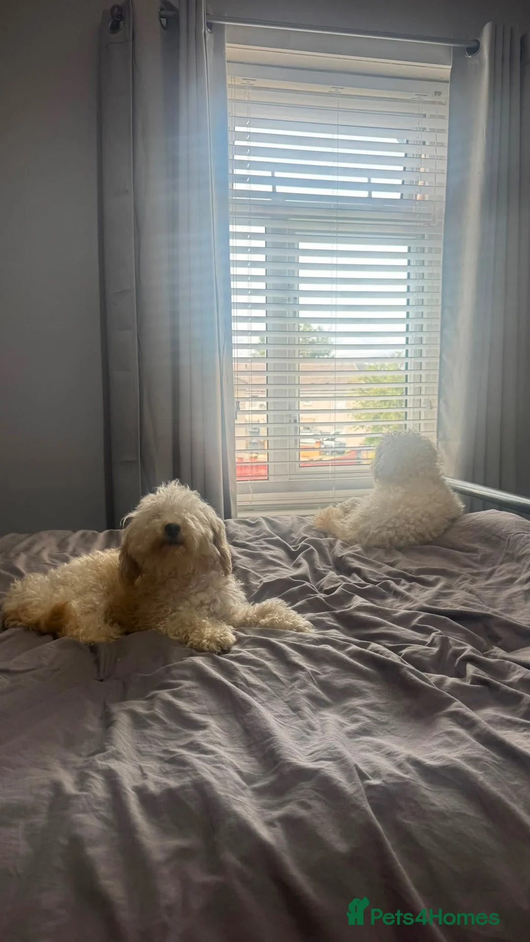 Toy Poodle dogs for sale: Forever Loving Home Needed for Ronny & Reggie in Liverpool - Advert 2