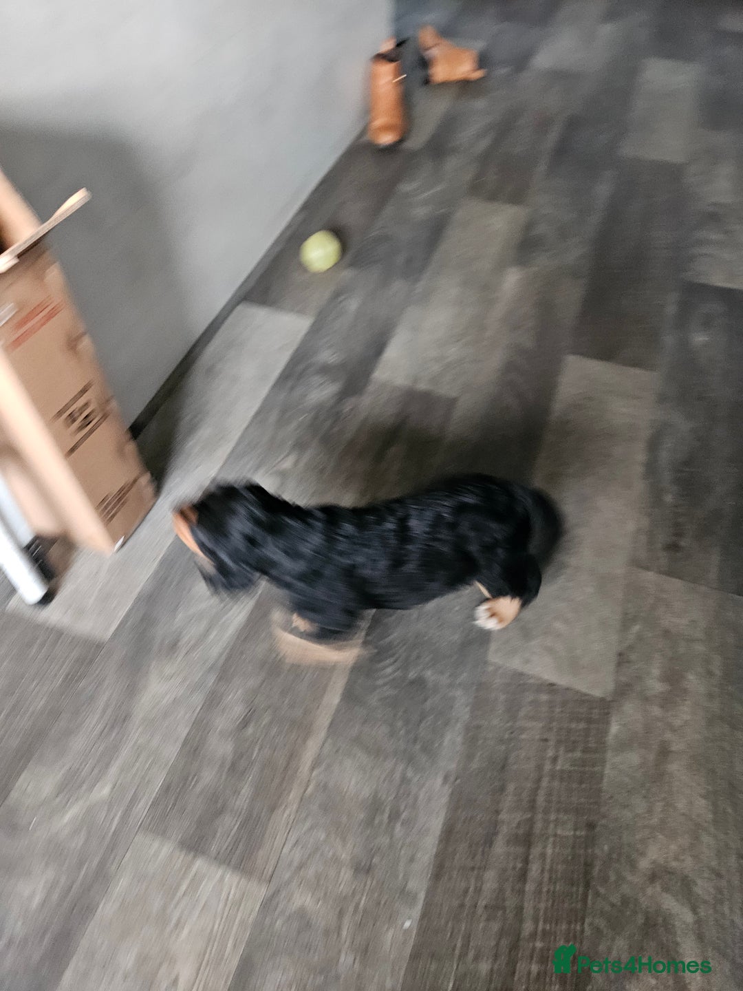 Cocker Spaniel dogs for sale: Cocker Spaniel pups - Advert 2